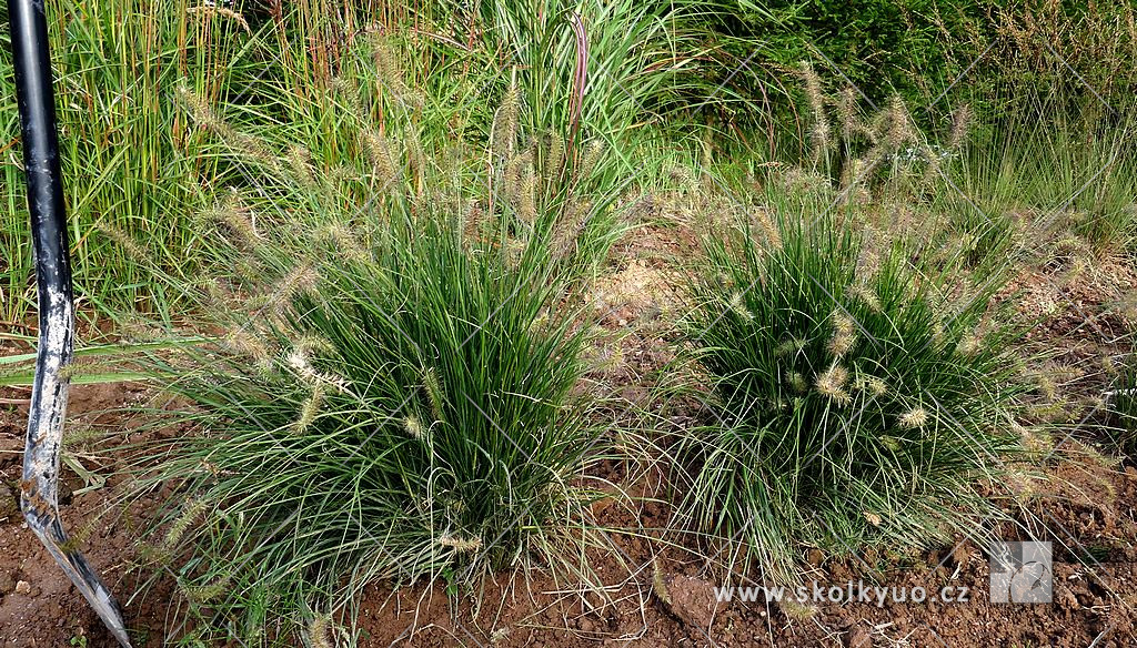 Pennisetum alopecuroides ´Little Bunny´