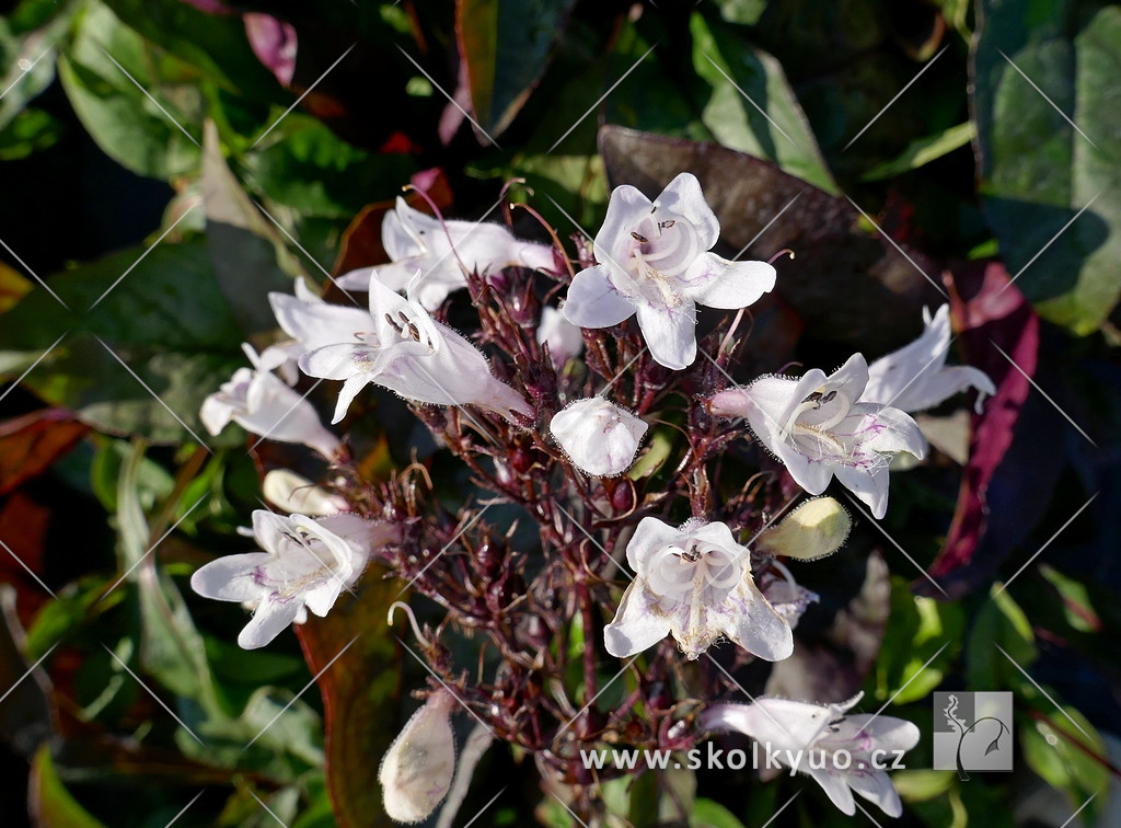 Penstemon digitalis ´Husker Red´ (´Mystica´)