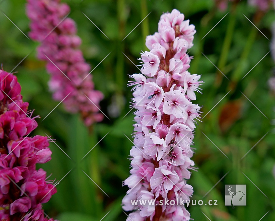 Persicaria affinis ´Darjeeling Red´