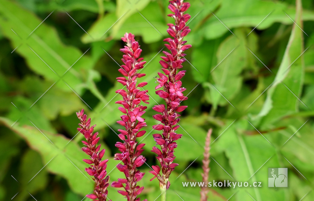 Persicaria amplexicaulis ´ Dark Red´