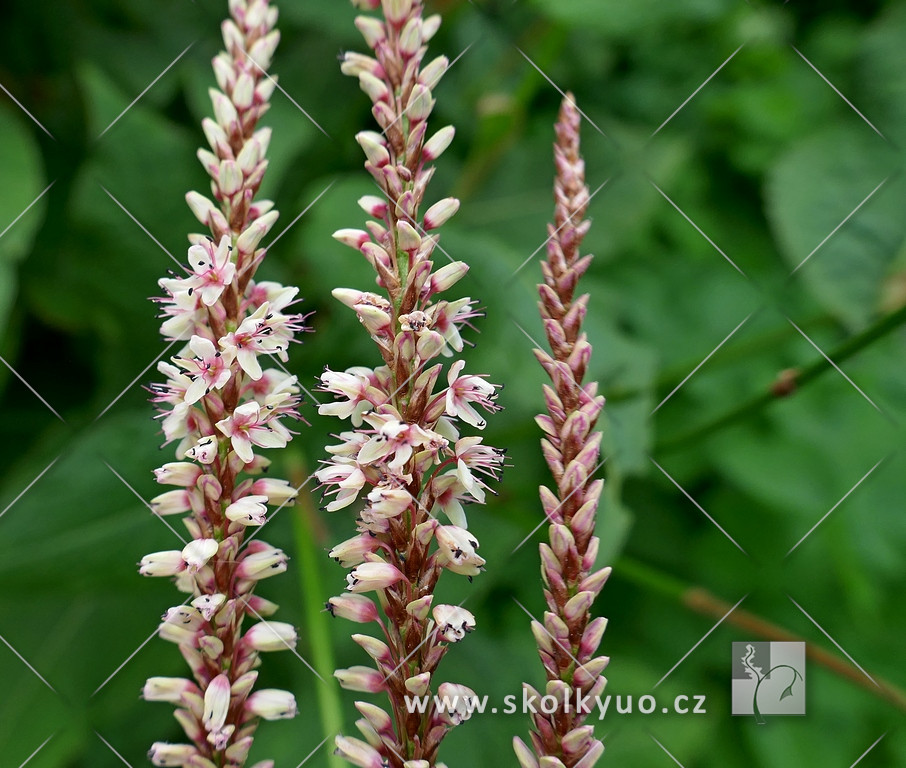 Persicaria amplexicaulis ´ Rosea´