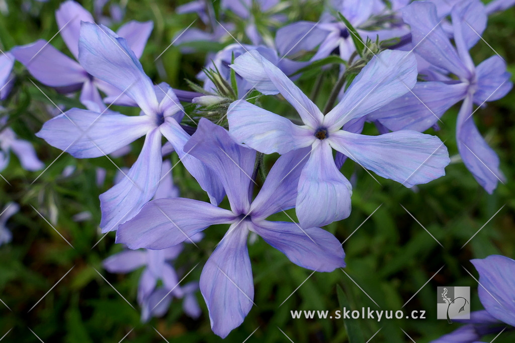 Phlox divaricata ´Clouds of Parfume´