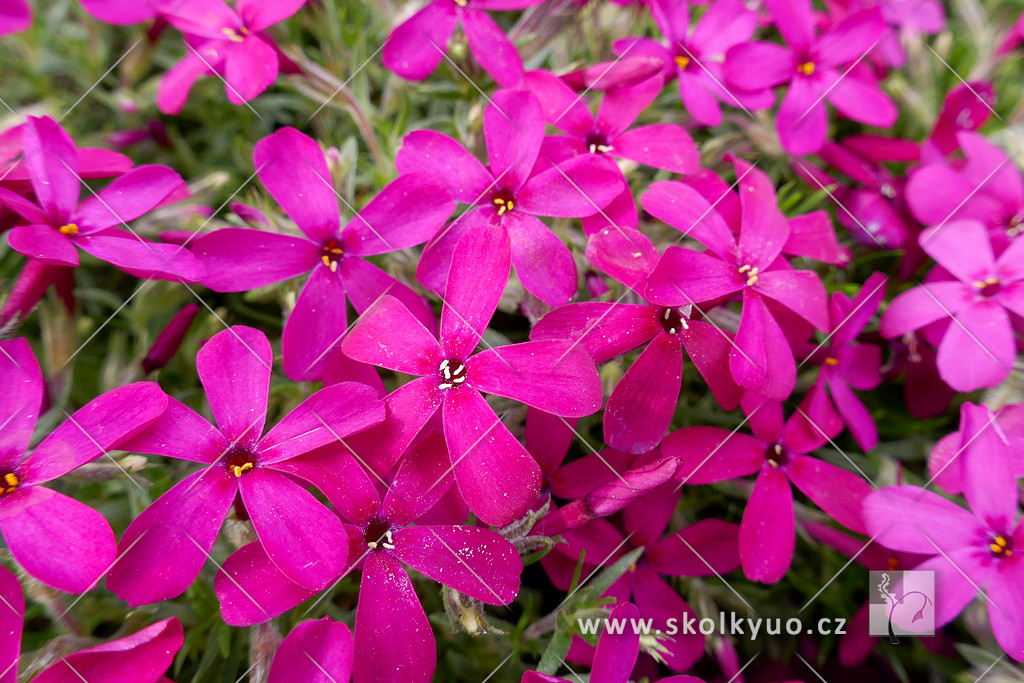 Phlox douglasii ´Crackerjack´