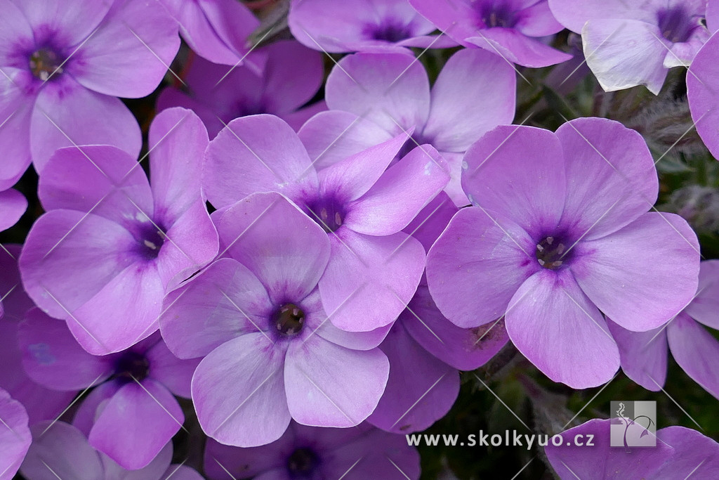 Phlox douglasii ´Eva´