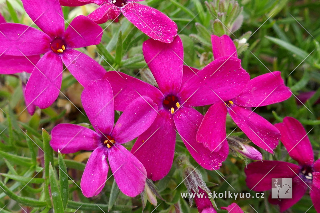 Phlox douglasii ´Ochsenblut´