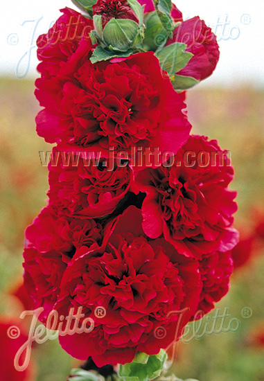 Alcea rosea ´Chater´s Red´