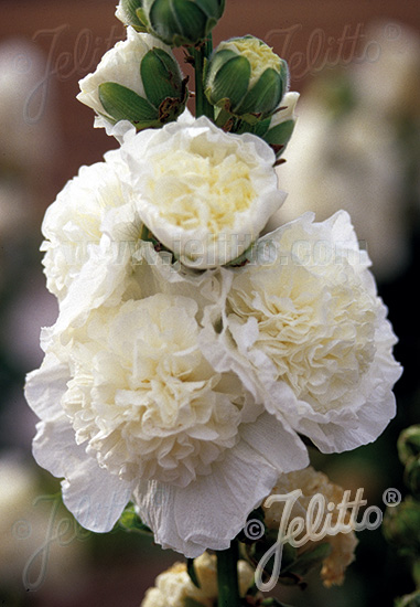 Alcea rosea ´Chater´s White´