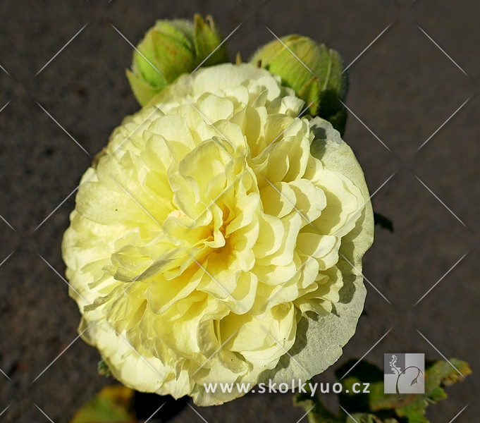 Alcea rosea plena ´Chater´s Yellow´