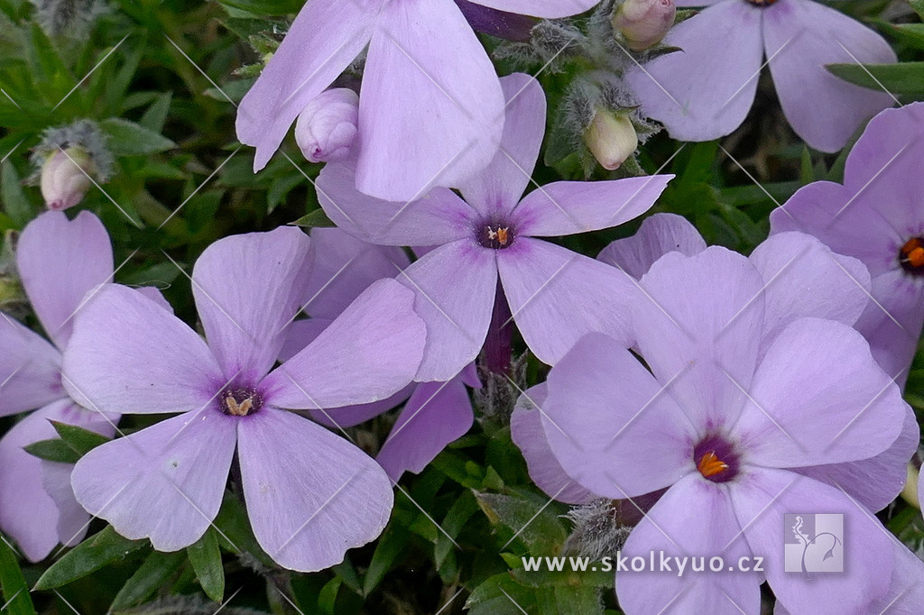 Phlox douglasii ´Rosen Queen´