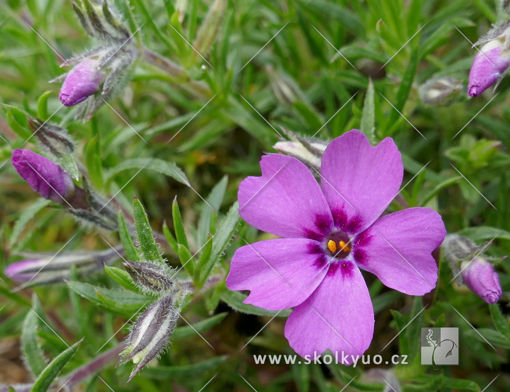 Phlox douglasii ´Waterloo´