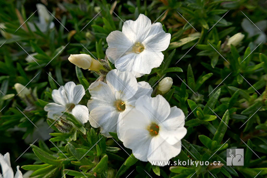 Phlox douglasii ´White Admiral´