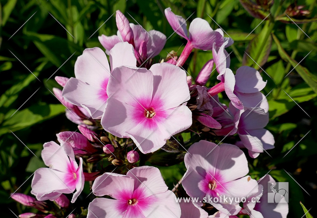 Phlox paniculata ´Bright Eyes´