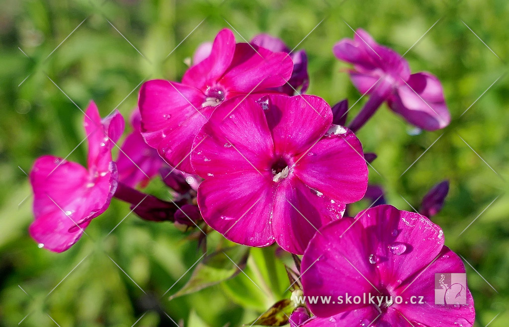 Phlox paniculata ´Famous Magenta´