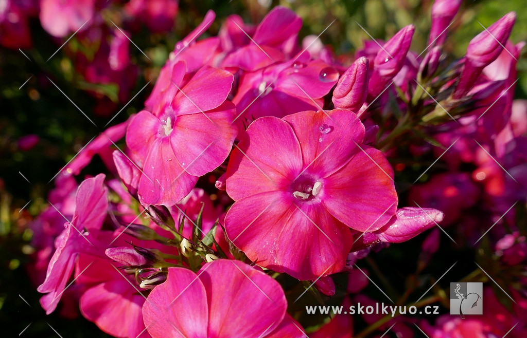 Phlox paniculata ´Flame Pro Cerise´