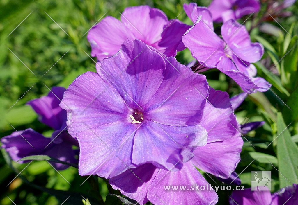 Phlox paniculata ´Blue Paradise´