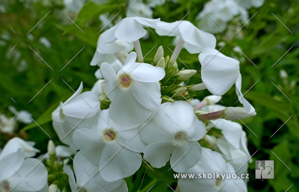 Phlox paniculata ´David´