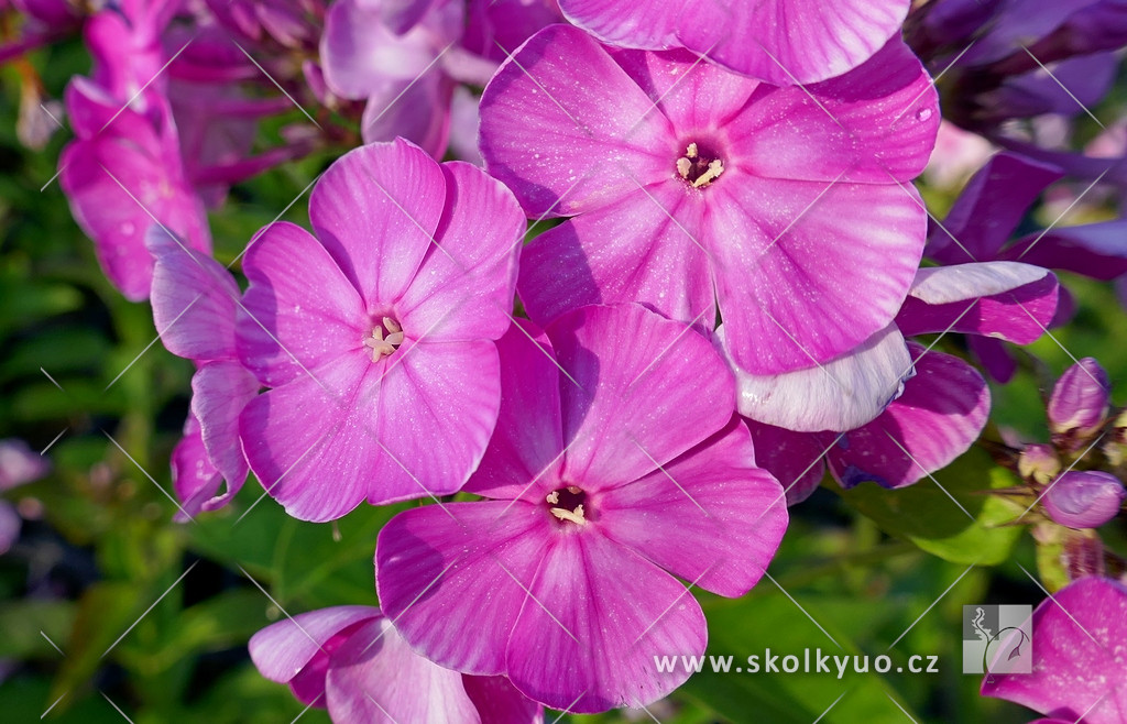 Phlox paniculata ´Famous Purple´