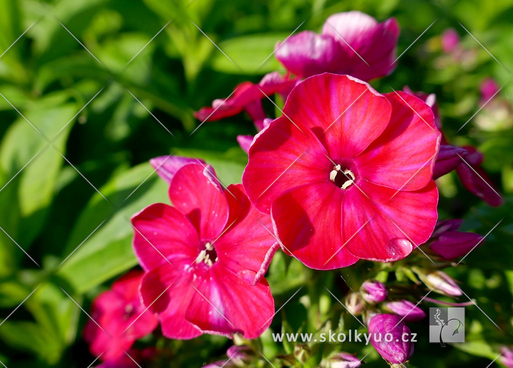 Phlox paniculata ´Flame Red´