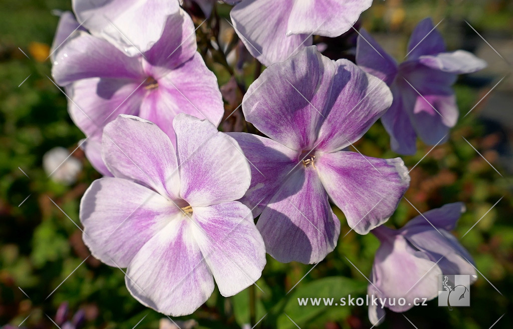 Phlox paniculata ´Franz Schubert´