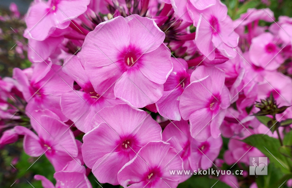 Phlox paniculata ´Herbstwalzer´