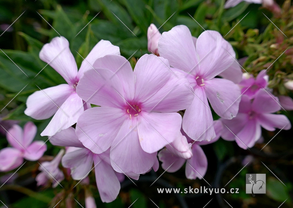 Phlox paniculata ´Pinky Hill´