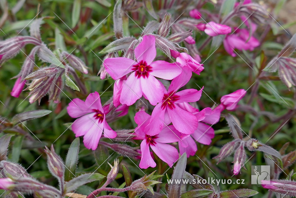 Phlox subulata ´Atropurpurea´