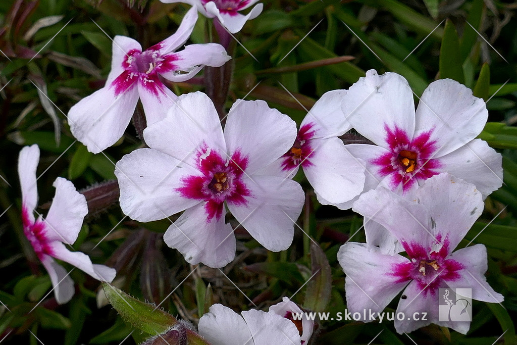 Phlox subulata ´Coral Eye´