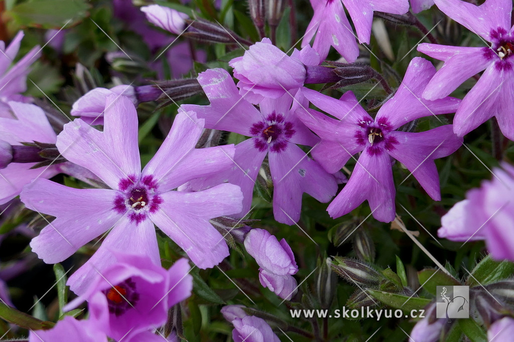 Phlox subulata ´Fort Hill´