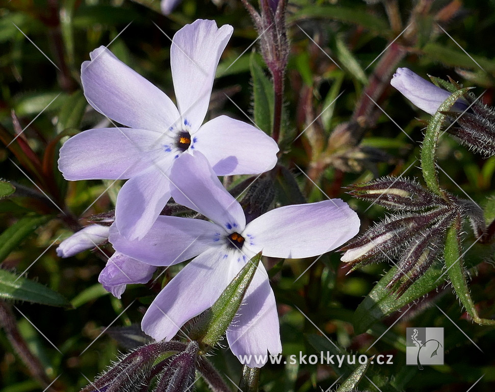 Phlox subulata ´G.F.Wilson´