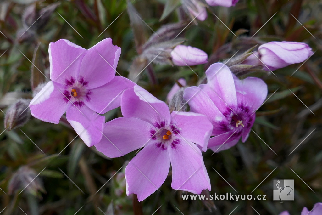 Phlox subulata ´MacDaniel´s Cushion´