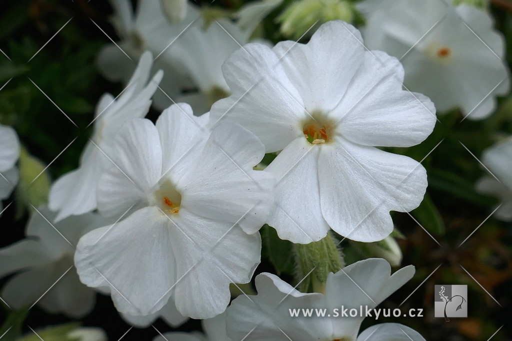 Phlox subulata ´Maischnee´