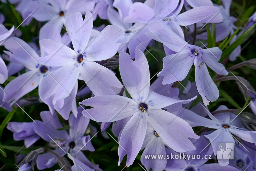 Phlox subulata ´Oakington Blue Eyes´