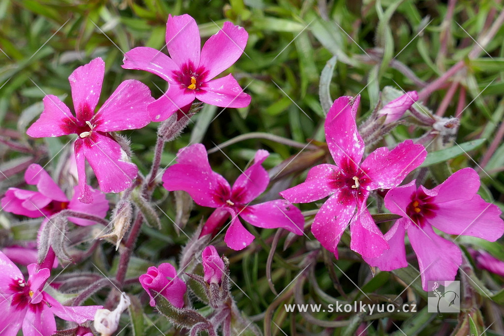 Phlox subulata ´Red Wings´