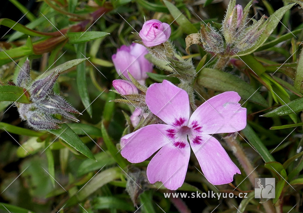 Phlox subulata ´Rosendorfer Beauty´