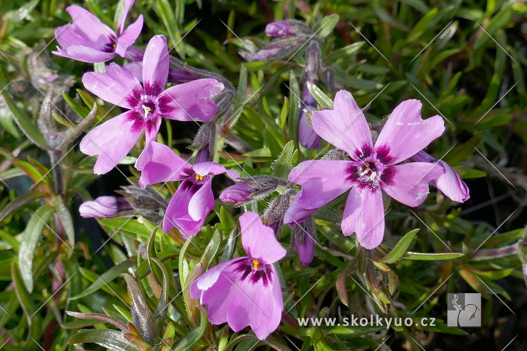 Phlox subulata ´Samson´