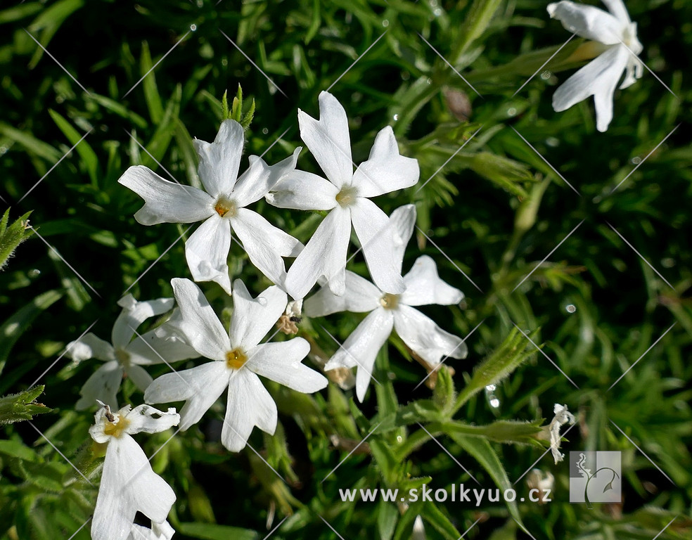 Phlox subulata ´Snowflakes´