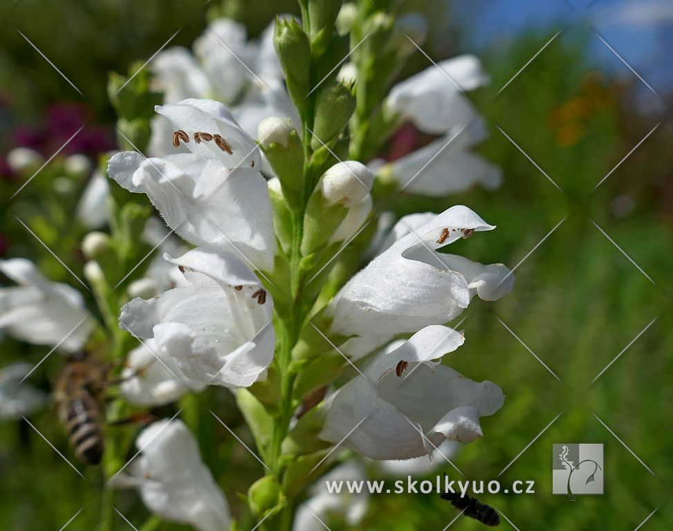 Physostegia virginiana ´Alba´