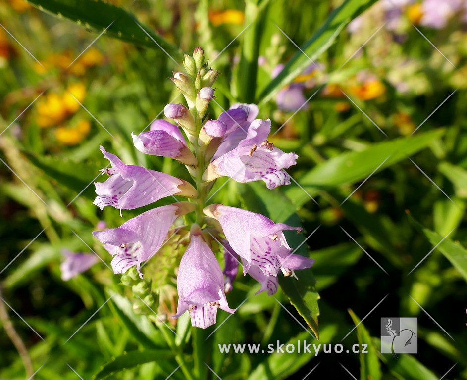 Physostegia virginiana ´Rosea´