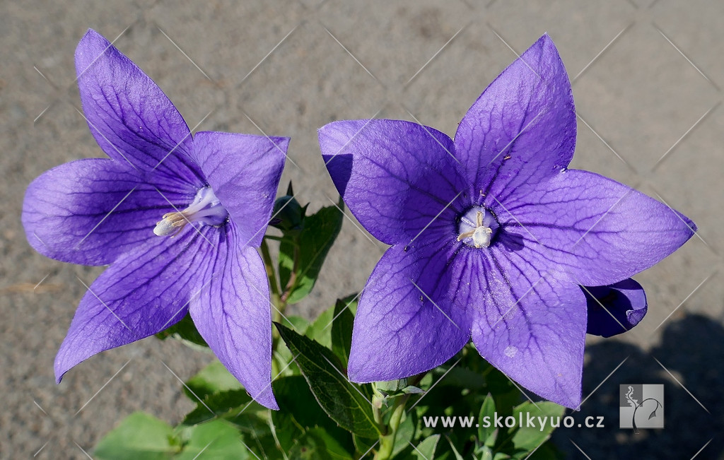 Platycodon grandiflorus ´Astra Blue´