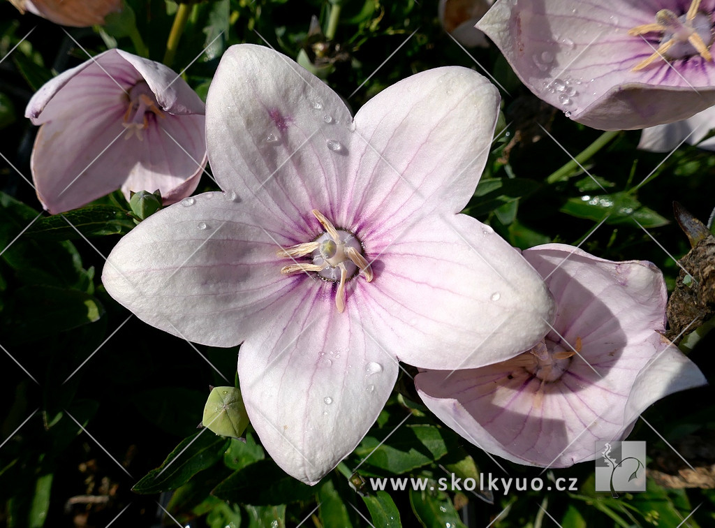 Platycodon grandiflorus ´Astra Rose´