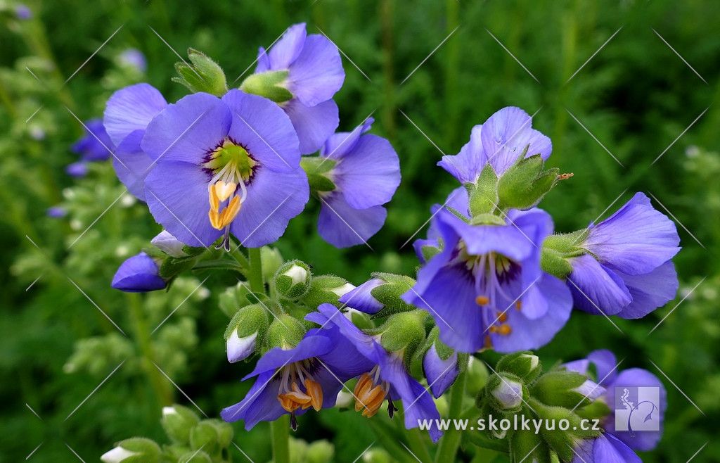 Polemonium boreale ´Heavenly Habit´