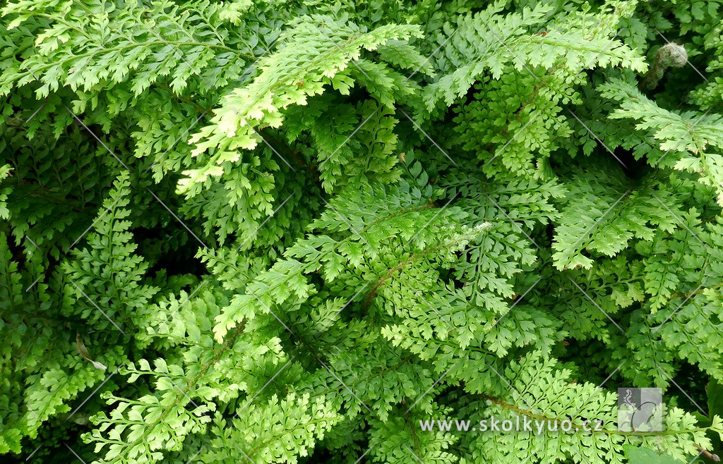 Polystichum setiferum ´Plumosum Densum´