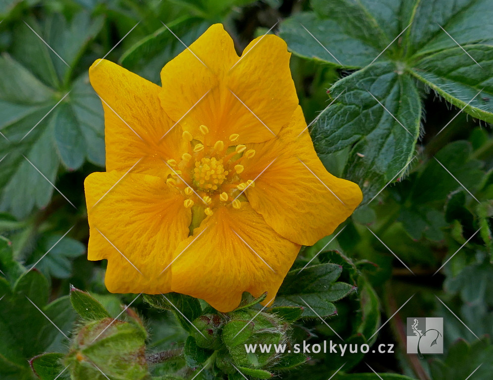 Potentilla crantzii ´Goldrausch´