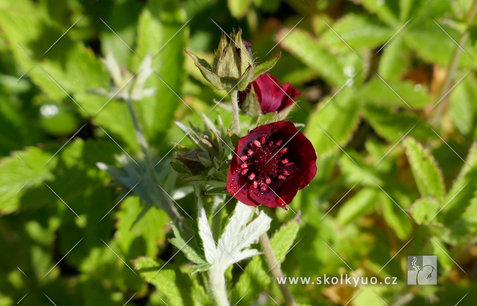 Potentilla nepalensis ´Shogran´