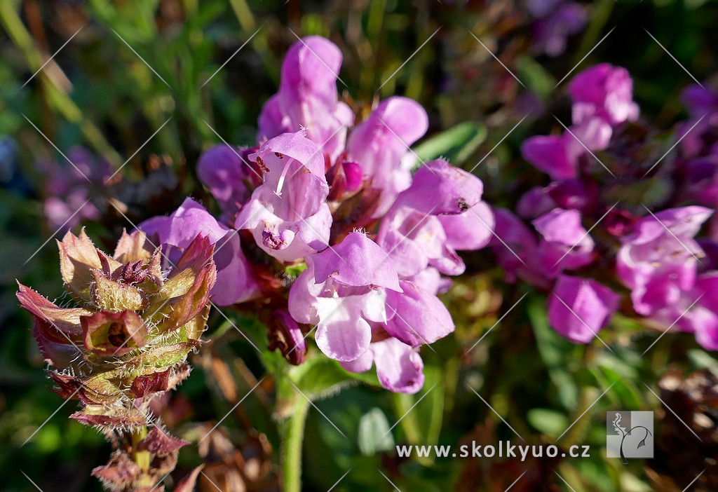 Prunella grandiflora ´Rubra´