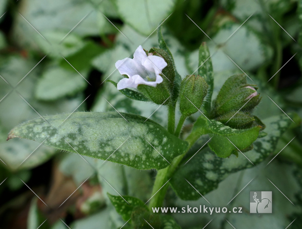 Pulmonaria ´Moonshine´