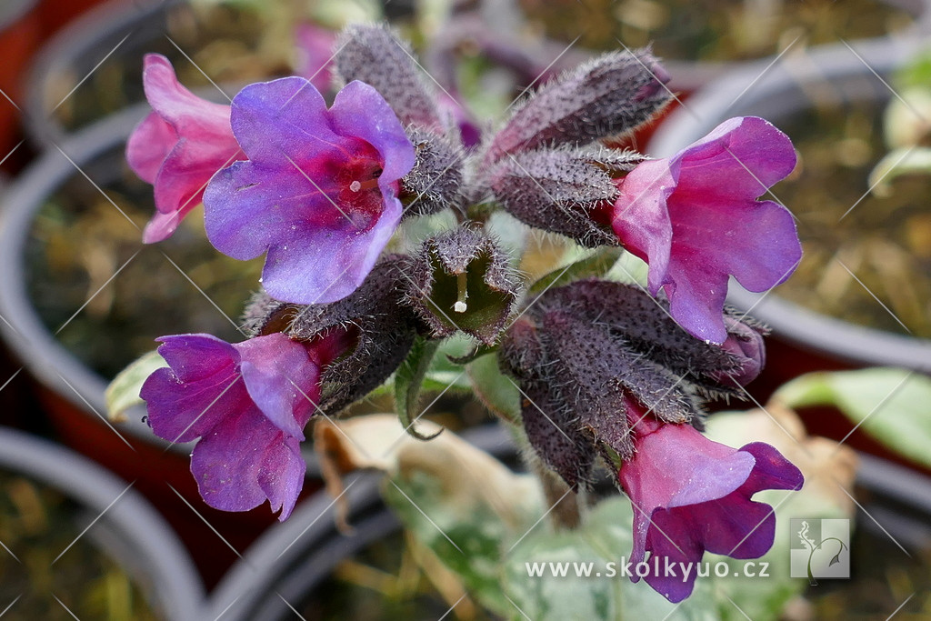 Pulmonaria ´Diana Clare´