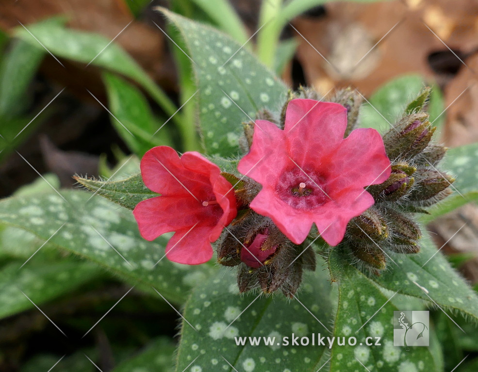 Pulmonaria x hybrida ´Shrimps on the Barbie´