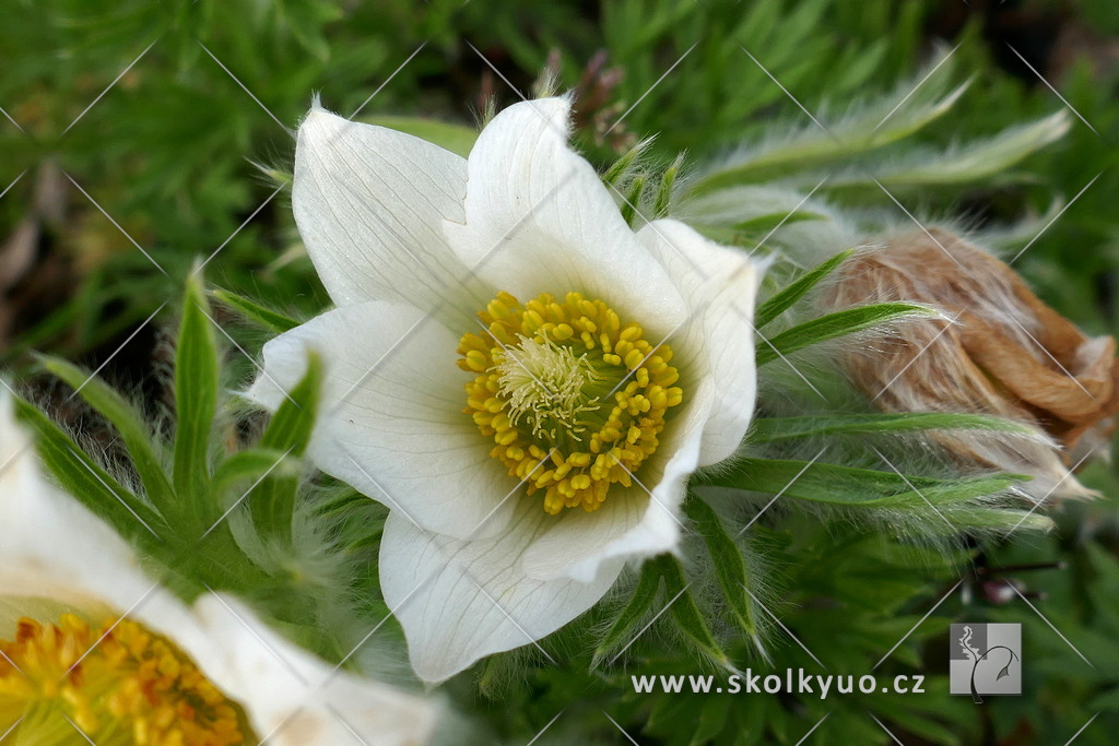 Pulsatilla vulgaris ´Alba´