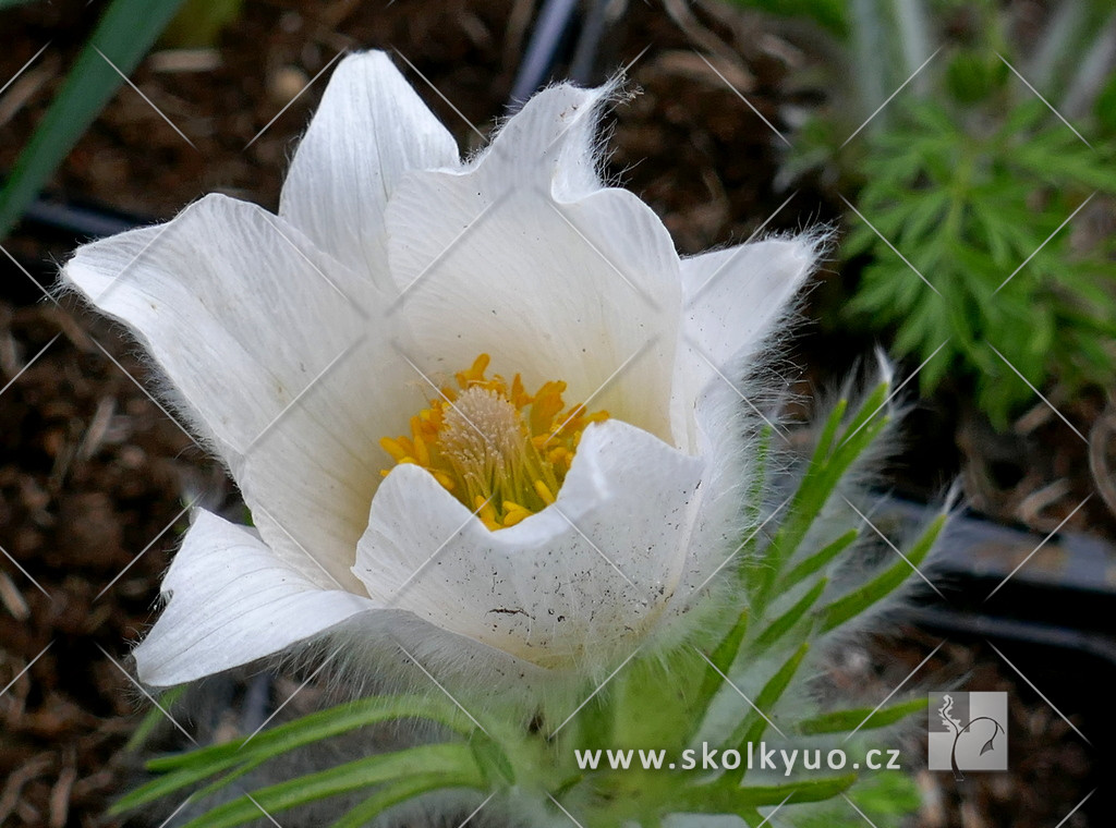 Pulsatilla vulgaris ´Pinwheel White´